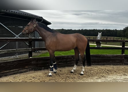 NRPS, Gelding, 4 years, 16 hh, Bay