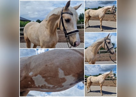 NRPS, Gelding, 4 years, Palomino