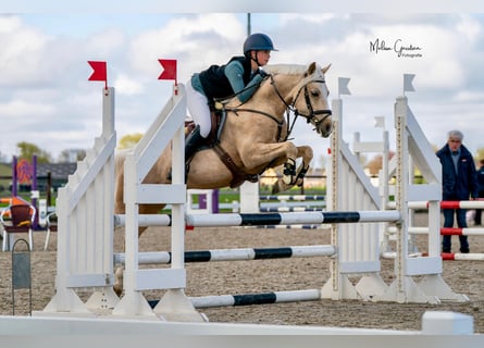 NRPS, Gelding, 5 years, 14 hh, Palomino