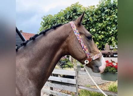 NRPS, Gelding, 5 years, 15,2 hh, Brown