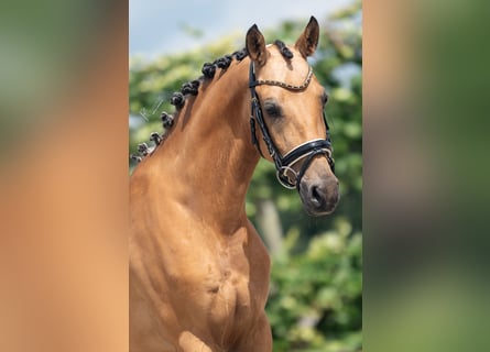 NRPS, Gelding, 6 years, 14.2 hh, Dun