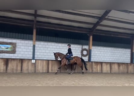 NRPS, Gelding, 7 years, 16,1 hh, Brown