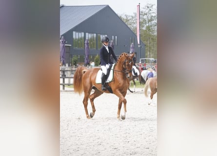 NRPS, Gelding, 7 years, 17 hh, Chestnut-Red