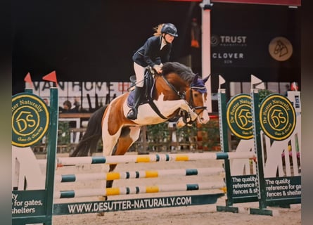 NRPS, Gelding, 8 years, 15,2 hh, Pinto