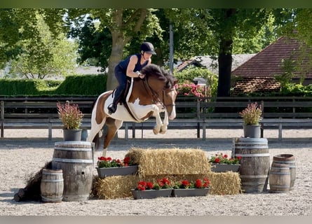 NRPS, Gelding, 8 years, 15,2 hh