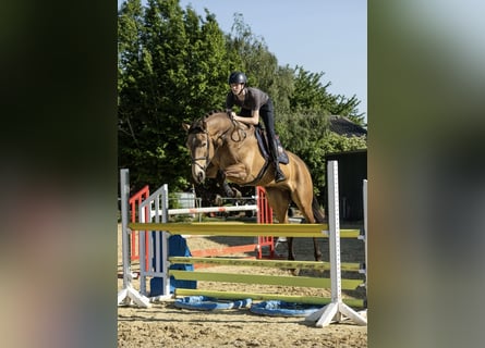 NRPS, Gelding, 8 years, 17.1 hh, Buckskin