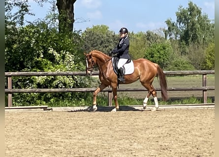 NRPS, Gelding, 9 years, 15,3 hh, Chestnut-Red