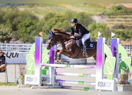 NRPS, Giumenta, 13 Anni, 148 cm, Sauro