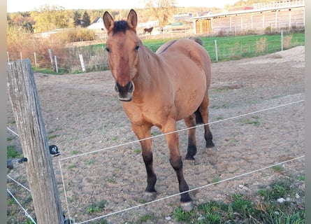 NRPS, Giumenta, 22 Anni, 145 cm