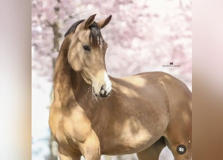 NRPS, Giumenta, 3 Anni, 148 cm, Pelle di daino