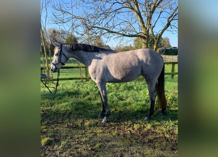 NRPS, Giumenta, 3 Anni, 160 cm, Grigio