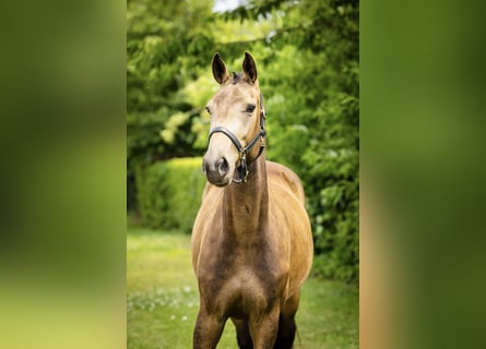 NRPS, Giumenta, 3 Anni, 165 cm, Pelle di daino