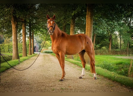 NRPS, Giumenta, 4 Anni, 145 cm, Sauro ciliegia