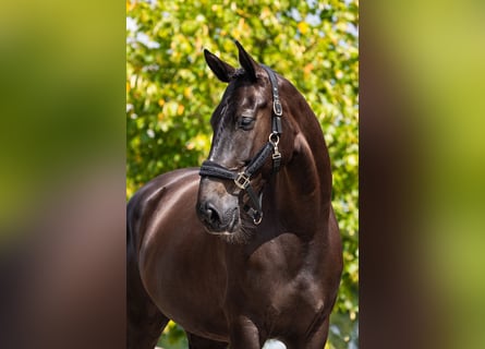 NRPS, Giumenta, 5 Anni, 174 cm, Baio nero