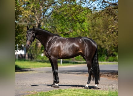 NRPS, Giumenta, 9 Anni, 168 cm, Baio scuro