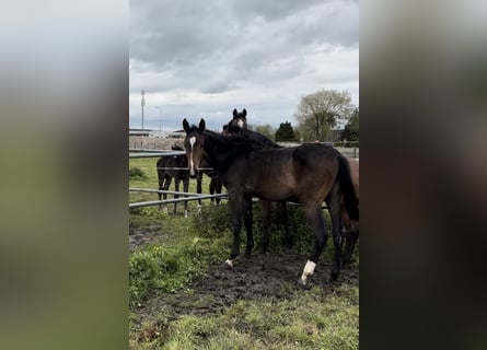 NRPS, Hengst, 1 Jaar, Donkerbruin