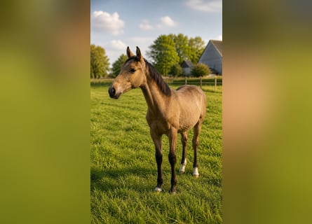 NRPS Mix, Hengst, 1 Jahr, Buckskin