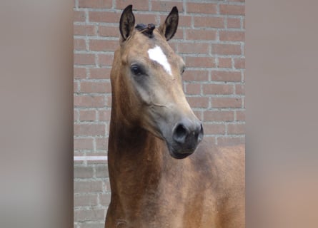 NRPS, Hengst, 2 Jaar, 145 cm, Falbe