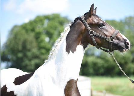 NRPS, Hengst, 2 Jaar, 162 cm, Gevlekt-paard