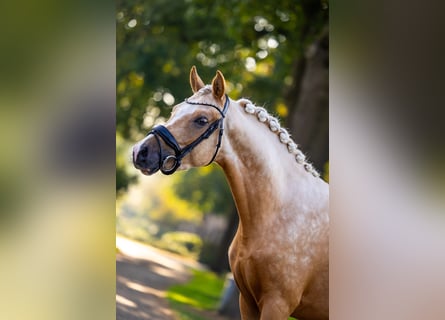 NRPS, Hengst, 3 Jaar, 152 cm, Palomino