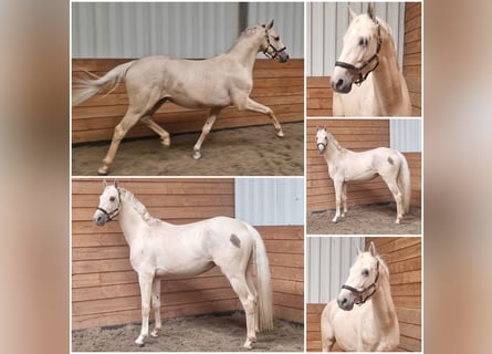 NRPS, Hengst, 3 Jaar, Palomino