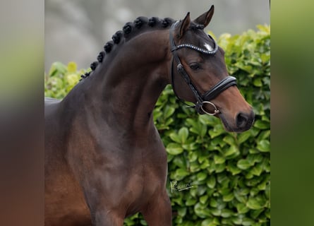 NRPS, Hengst, 3 Jahre, 145 cm, Dunkelbrauner