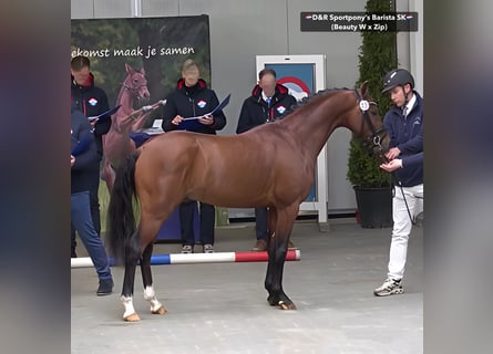 NRPS, Hengst, 3 Jahre, 146 cm, Brauner