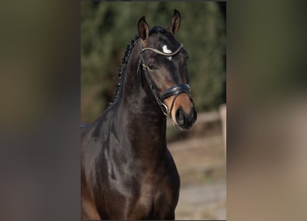NRPS, Hengst, 3 Jahre, 147 cm, Dunkelbrauner