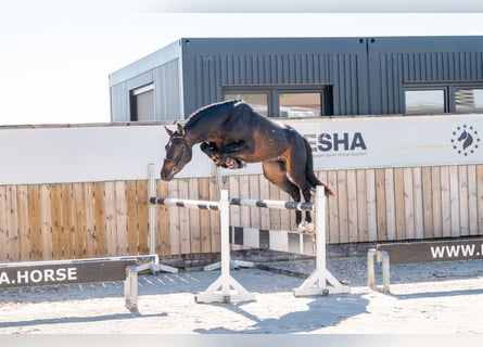 NRPS, Hengst, 3 Jahre, 147 cm, Dunkelbrauner