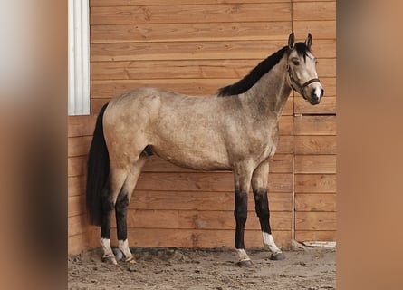 NRPS, Hengst, 3 Jahre, Buckskin