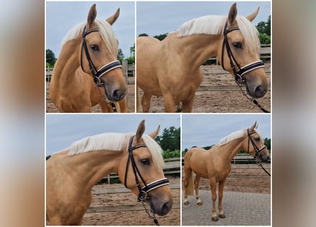 NRPS, Hengst, 3 Jahre, Falbe