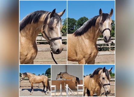 NRPS, Hengst, 3 Jahre