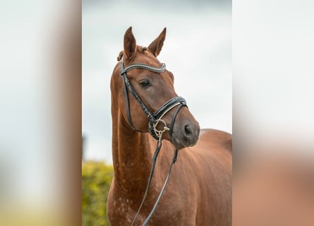 NRPS, Hengst, 4 Jahre, 148 cm, Fuchs