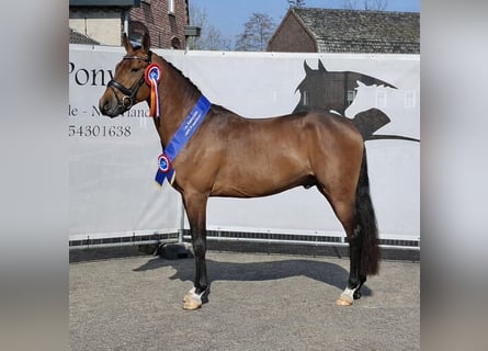 NRPS, Hengst, 4 Jahre, 148 cm