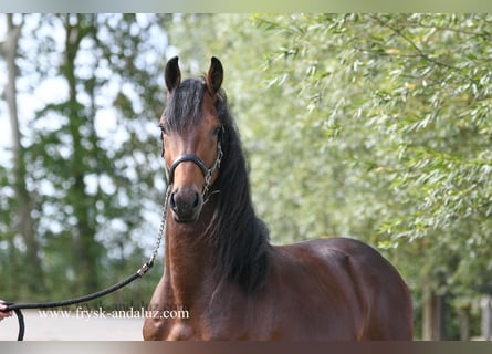 NRPS, Hengst, 4 Jahre, 165 cm, Brauner