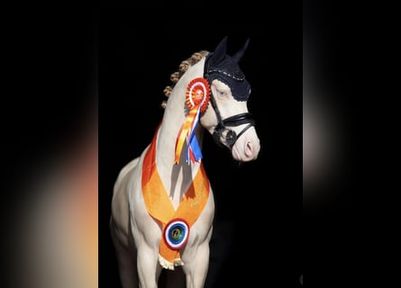 NRPS, Hengst, 5 Jaar, 145 cm, Perlino
