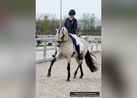 NRPS, Hengst, 5 Jahre, 147 cm, Buckskin