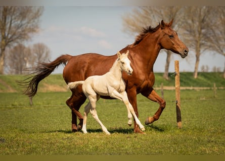 NRPS, Hengst, , 166 cm, Palomino