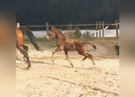 NRPS, Hingst, Föl (06/2024), 168 cm