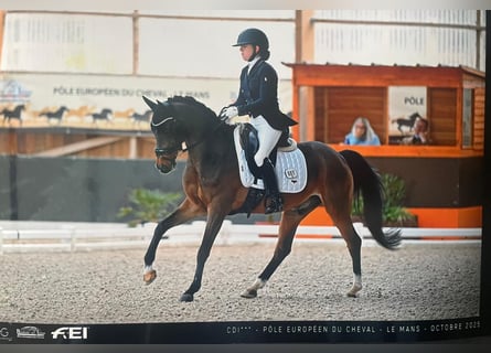 NRPS, Hongre, 17 Ans, 148 cm, Bai brun