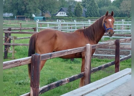 NRPS, Hongre, 2 Ans, 154 cm, Alezan