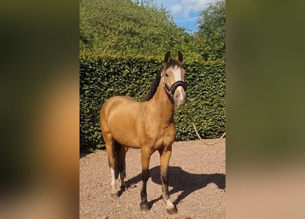NRPS, Hongre, 3 Ans, 136 cm, Isabelle