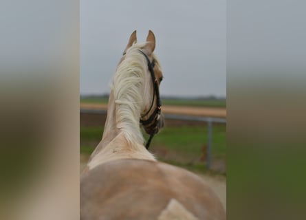 NRPS, Hongre, 3 Ans, 142 cm, Palomino