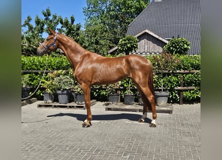 NRPS, Hongre, 5 Ans, Alezan
