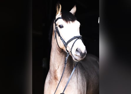 NRPS, Hongre, 6 Ans, 158 cm, Isabelle