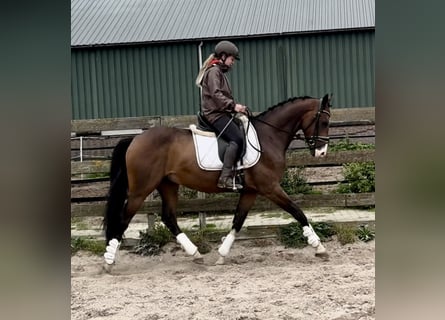 NRPS, Hongre, 6 Ans, 160 cm, Bai