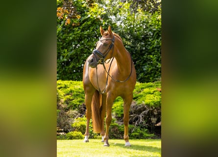 NRPS, Hongre, 7 Ans, 148 cm, Alezan