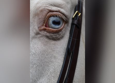 NRPS, Hongre, 7 Ans, 168 cm, Cremello