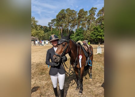 NRPS, Hongre, 8 Ans, 145 cm, Bai