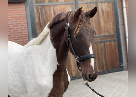 NRPS, Jument, 2 Ans, 160 cm, Pinto